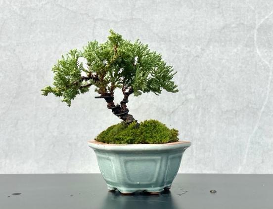 珍珠柏盆栽養護 珍珠柏盆栽養護