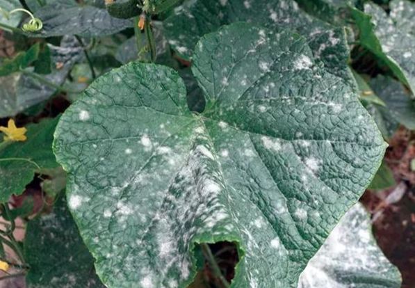 小黃瓜白粉病