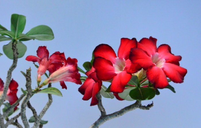 沙漠玫瑰叶子变黑处理 沙漠玫瑰叶子变黑处理