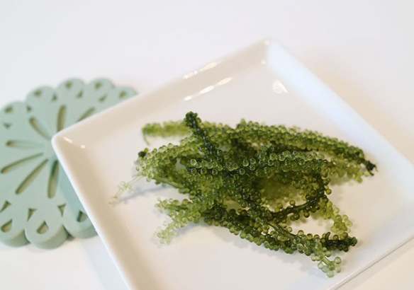 海葡萄 台灣 攜帶 海葡萄 台灣 攜帶