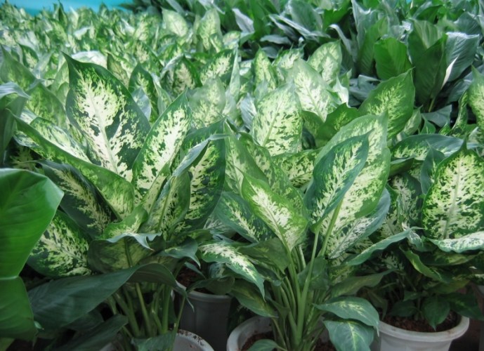 萬年青養護方法 萬年青養護方法