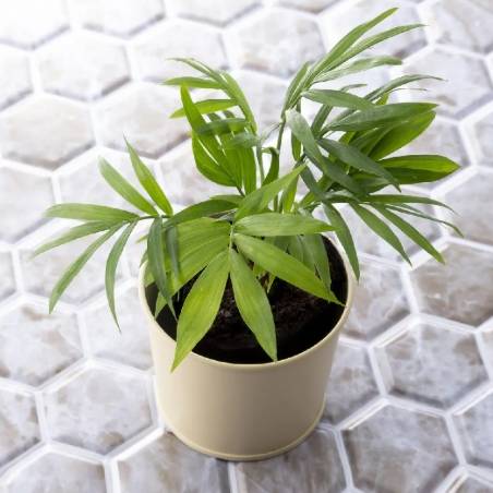 袖珍椰子病蟲害 袖珍椰子病蟲害