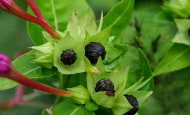 桔梗果實種植 桔梗果實種植