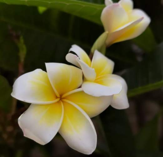 雞蛋花長高方法 雞蛋花長高方法