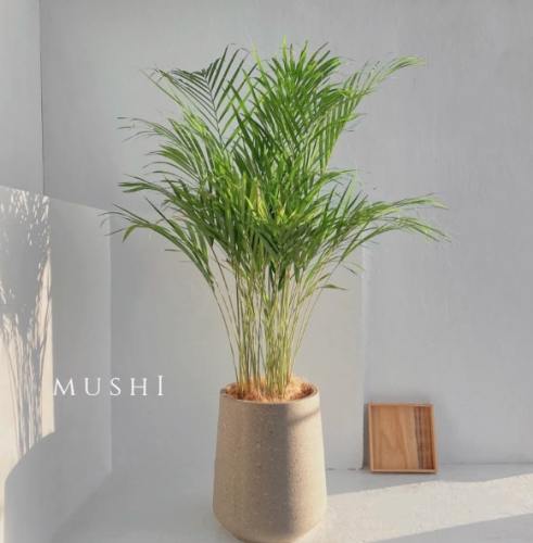 黃椰子盆栽選購 黃椰子盆栽選購