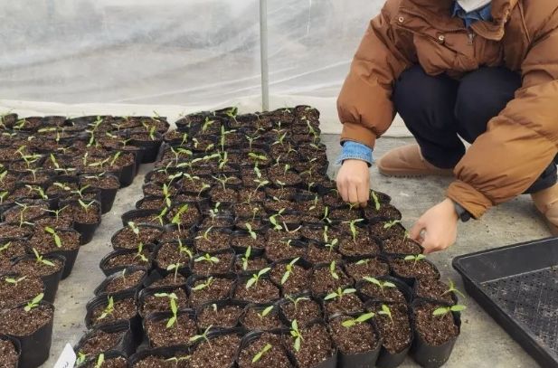 移植植物枯萎原因