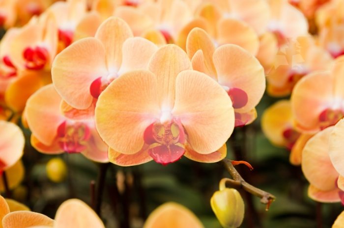 蘭花上板方向 蘭花上板方向