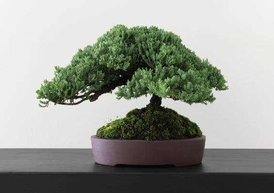 珍珠柏施肥方法 珍珠柏施肥方法