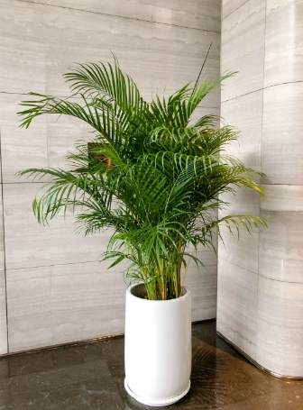 黃金椰子樹 黃金椰子樹