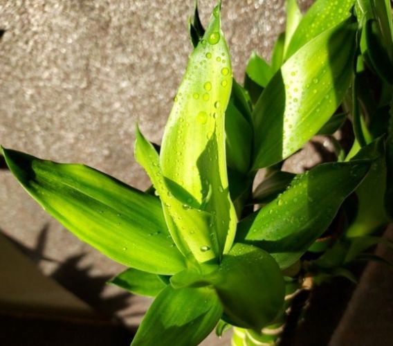 萬年青養護 萬年青養護