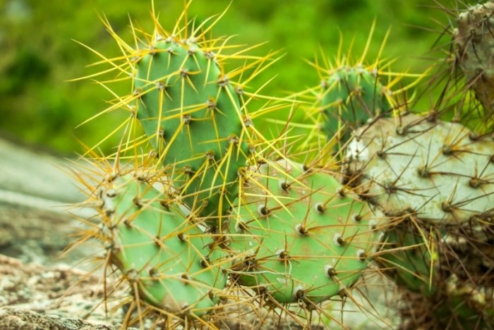 仙人掌變黃原因