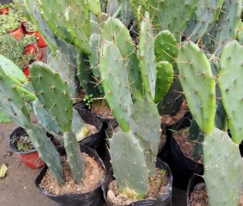 仙人掌可以放客廳嗎