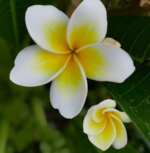 雞蛋花修剪技巧 雞蛋花修剪技巧