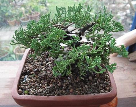 珍珠柏肥料 珍珠柏肥料