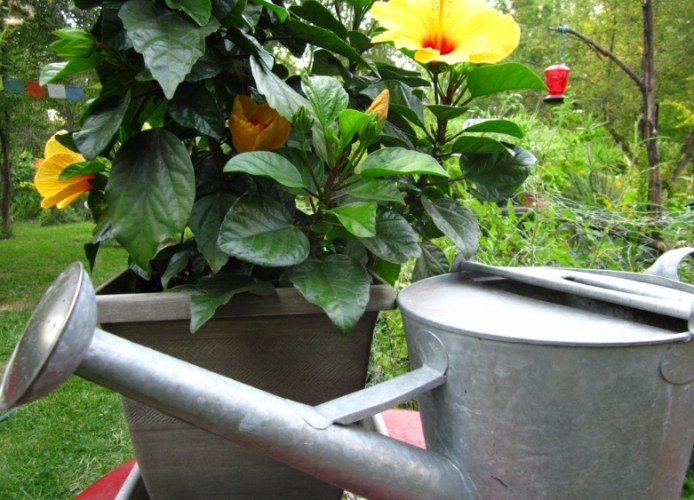 盆栽澆水 盆栽澆水