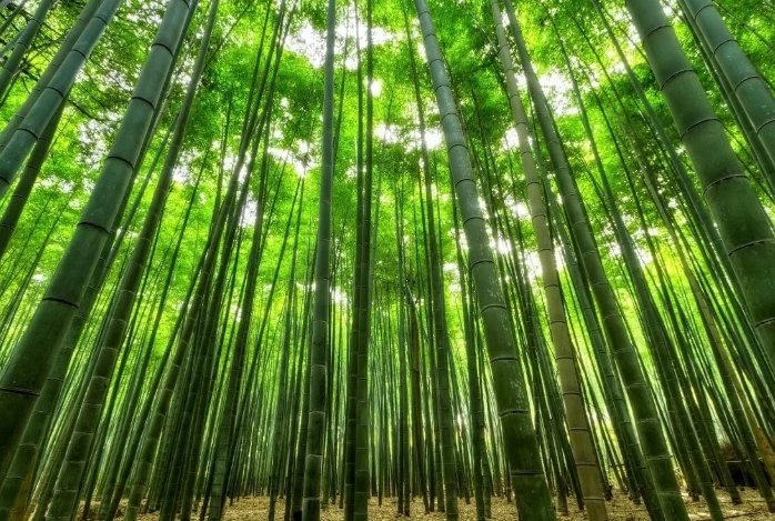 竹子的生長過程