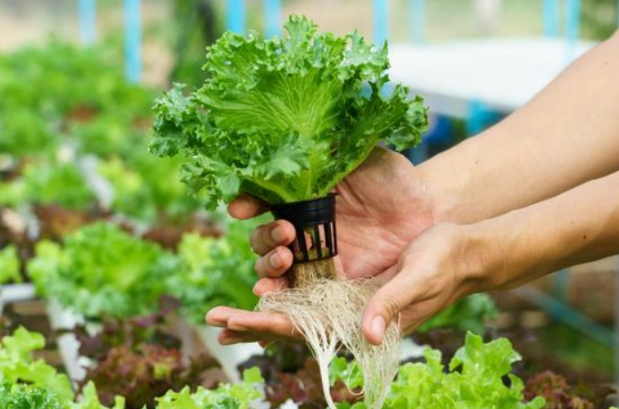 水耕蔬菜自己種