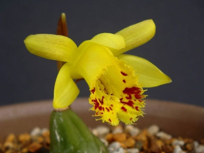 蘭花營養液推薦