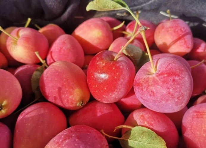 海棠果食譜 海棠果食譜