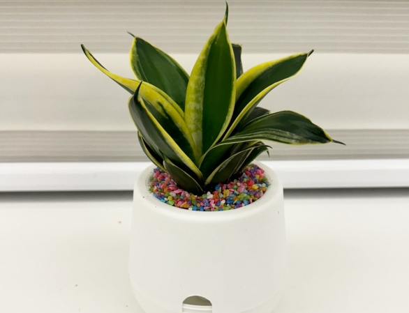 虎尾蘭照顧技巧 虎尾蘭照顧技巧