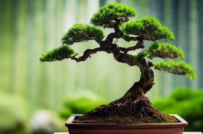 室內綠植 室內綠植