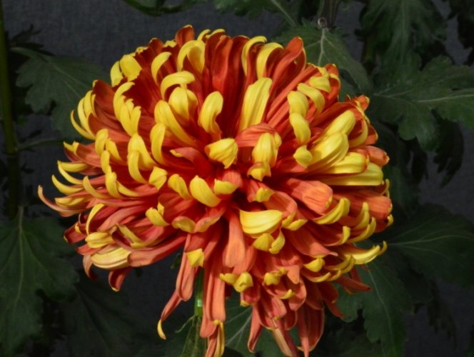 菊花種植技巧 菊花種植技巧