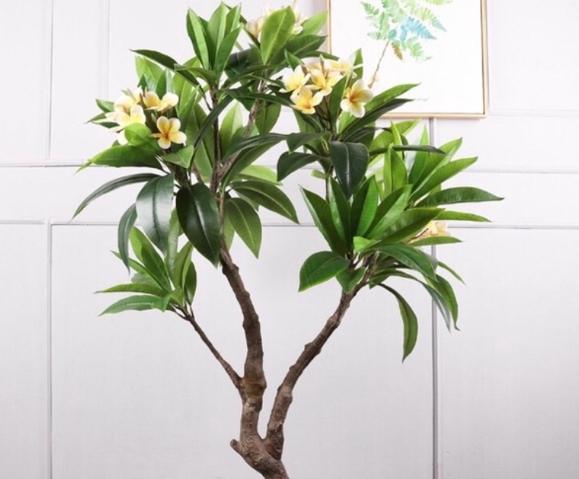 雞蛋花病害防治 雞蛋花病害防治