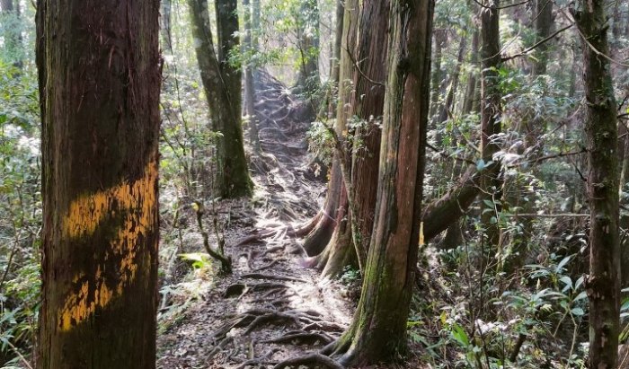 金柑樹山體能需求 金柑樹山體能需求
