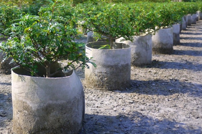 移植植物枯萎原因