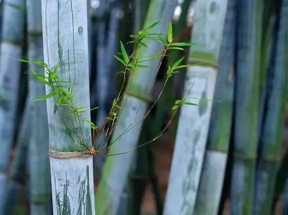 竹子養護方法