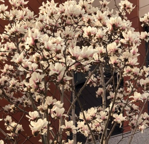 玉蘭花種植 玉蘭花種植