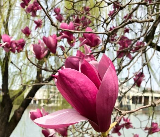 玉蘭花常見問題 玉蘭花常見問題