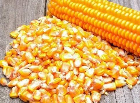 玉米是果實還是種子 玉米是果實還是種子