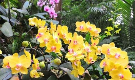 植物人格特質 植物人格特質