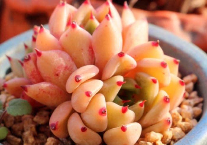 多肉植物照顧 多肉植物照顧