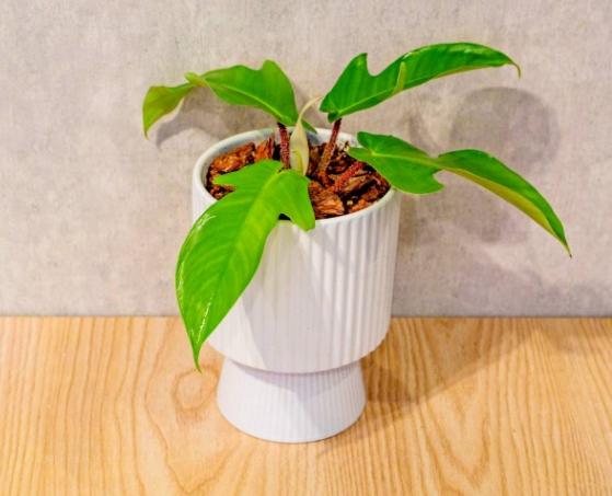 龍爪蔓綠絨室內照顧 龍爪蔓綠絨室內照顧