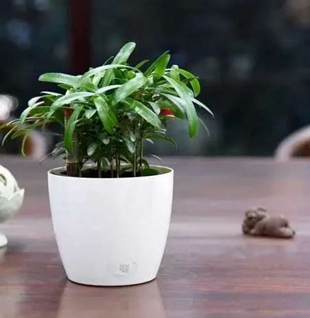 自动浇水花盆问题 自动浇水花盆问题