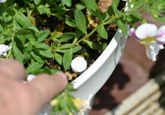 番茄增甜 番茄增甜