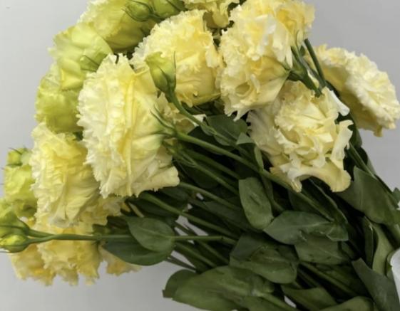 黃色桔梗花語 黃色桔梗花語