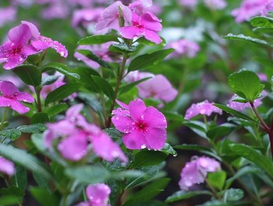 半日照花 半日照花