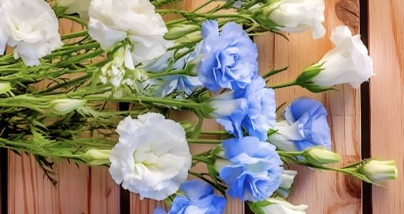 藍桔梗花語 藍桔梗花語