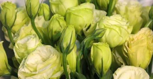 洋桔梗顏色花語