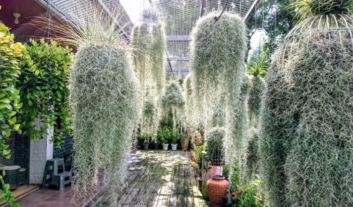 松蘿怎麼綁 松蘿怎麼綁