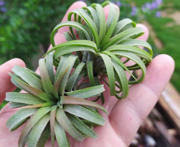 松蘿好處 松蘿好處