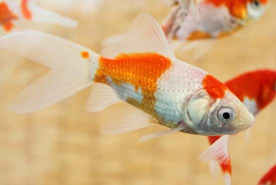 水族魚類 水族魚類