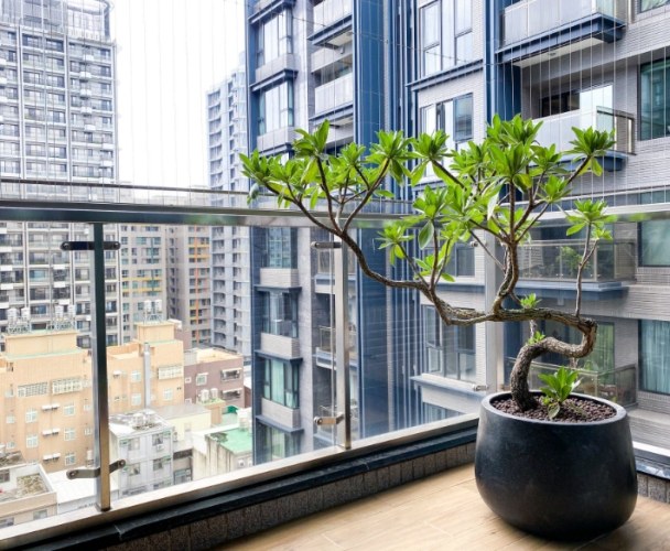 新手 陽台植物 新手 陽台植物