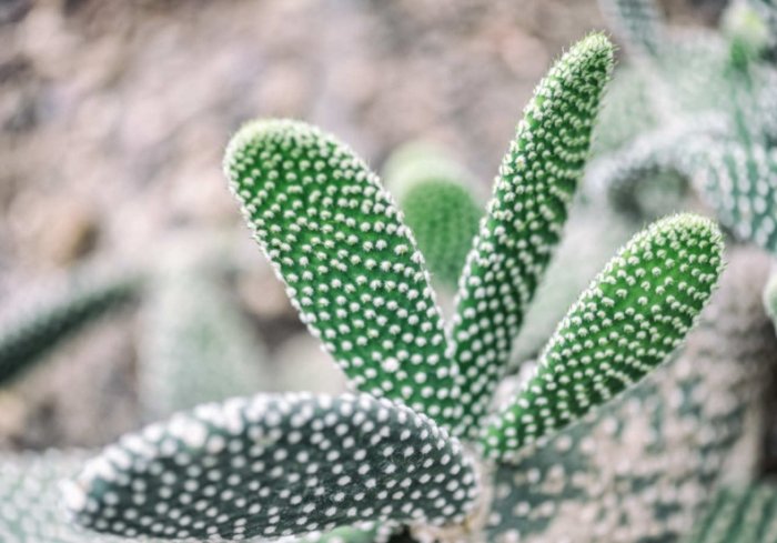 仙人掌根部爛掉 仙人掌根部爛掉