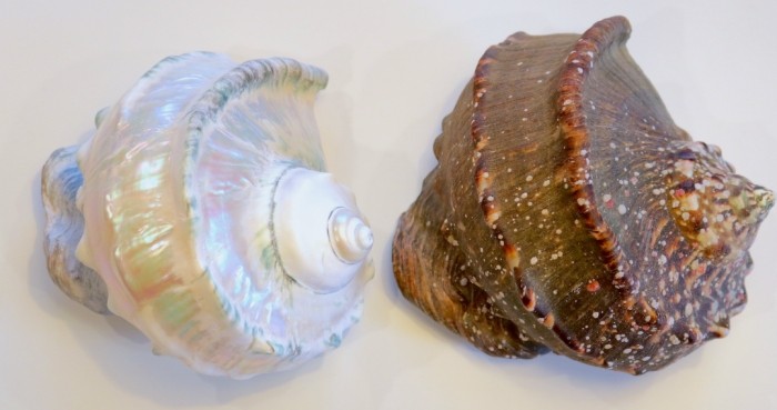 夜光貝打磨 夜光貝打磨