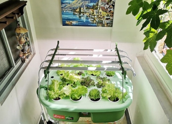 魚菜共生系統 魚菜共生系統