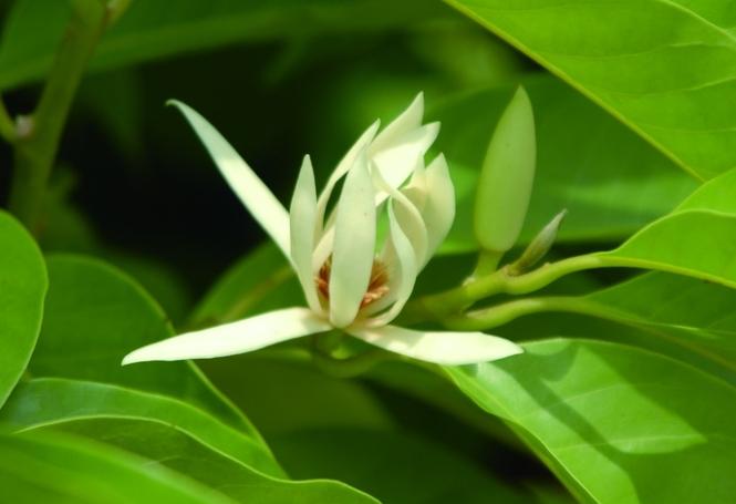 玉蘭花精油注意事項